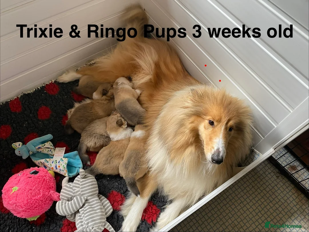 Rough Collie dogs for sale: Rough collie Male puppies - Advert 1