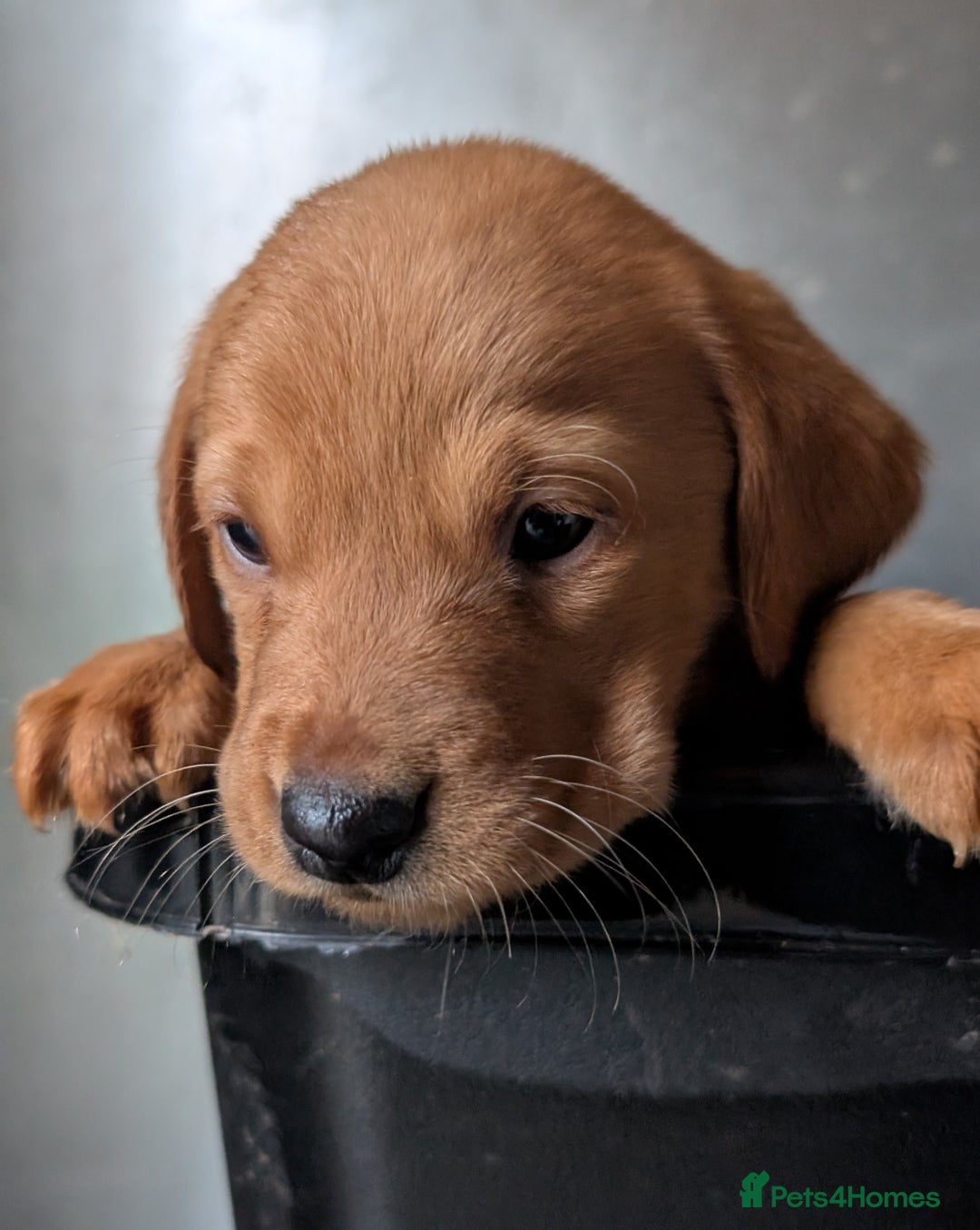 Labrador Retriever dogs for sale: Fab KC Fox Red Pups - 4* Higher Standard Breeder - Advert 15