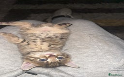 Domestic Shorthair cats for sale: Adorable tabby/bengal kittens to a good home - Image 2