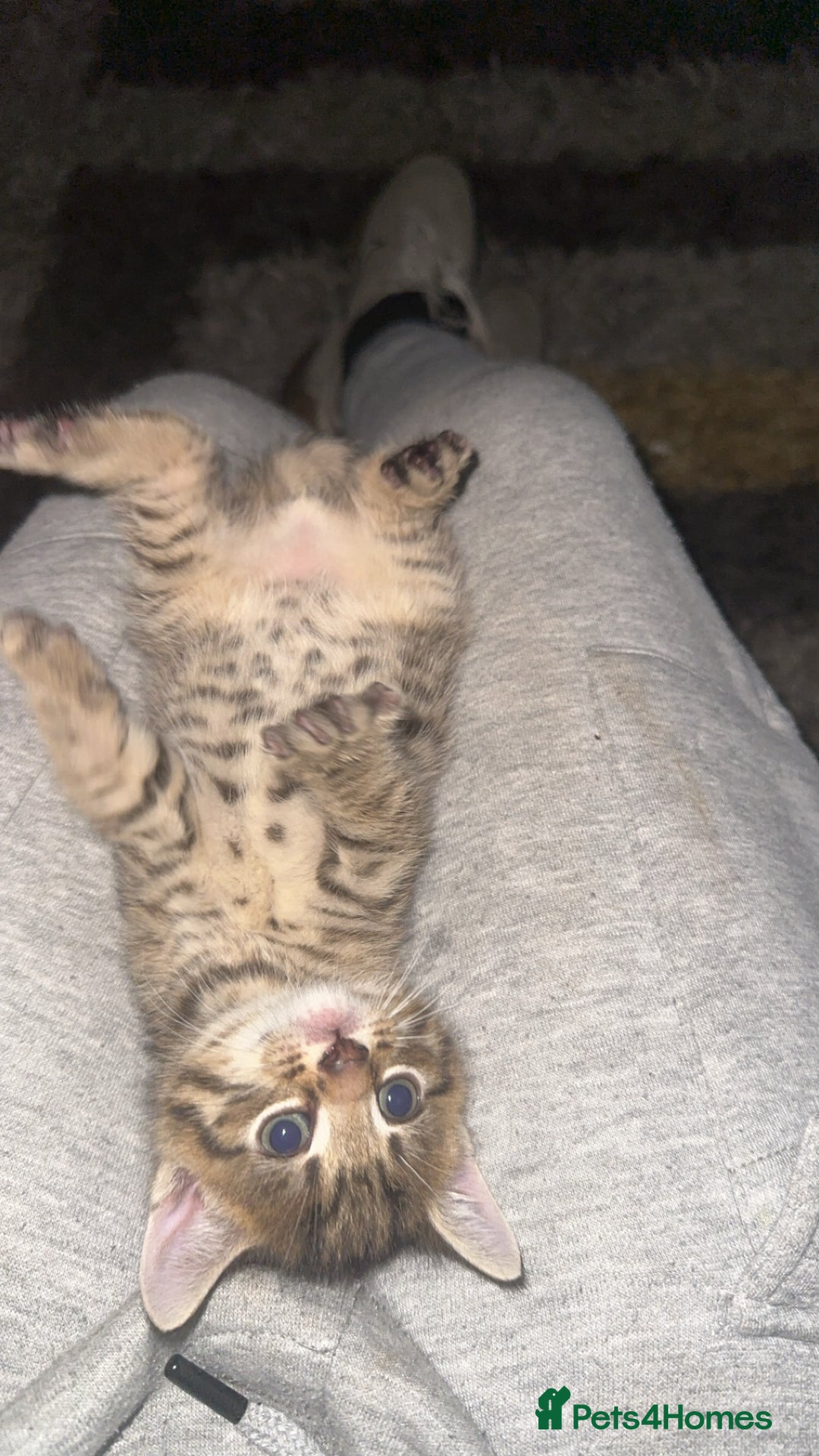 Domestic Shorthair cats for sale: Adorable tabby/bengal kittens to a good home - Image 2