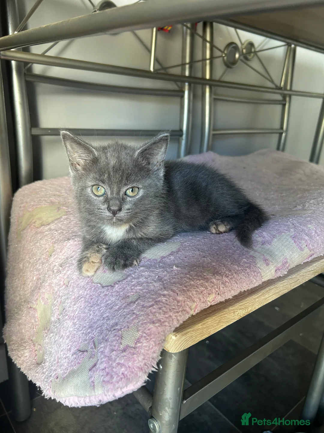 Mixed Breed cats for sale: Beautiful kittens for sale  - Advert 2