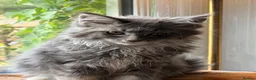 Maine Coon cats for sale: Stunning Gccf reg maine coon kittens  - Advert 13