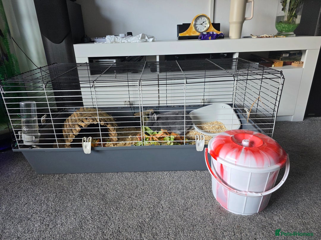 Netherland Dwarf rabbits for sale: Netherland dwaf  - Advert 3