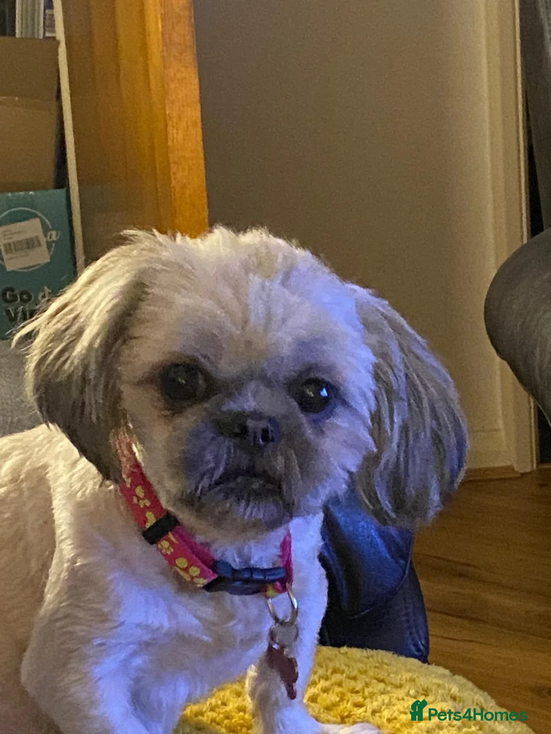 Shih Tzu dogs for sale: Adorable Shih Tzu boys - Advert 1