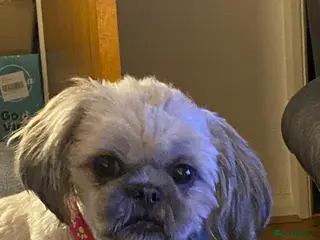 Shih Tzu dogs Adorable Shih Tzu boys - Advert 6