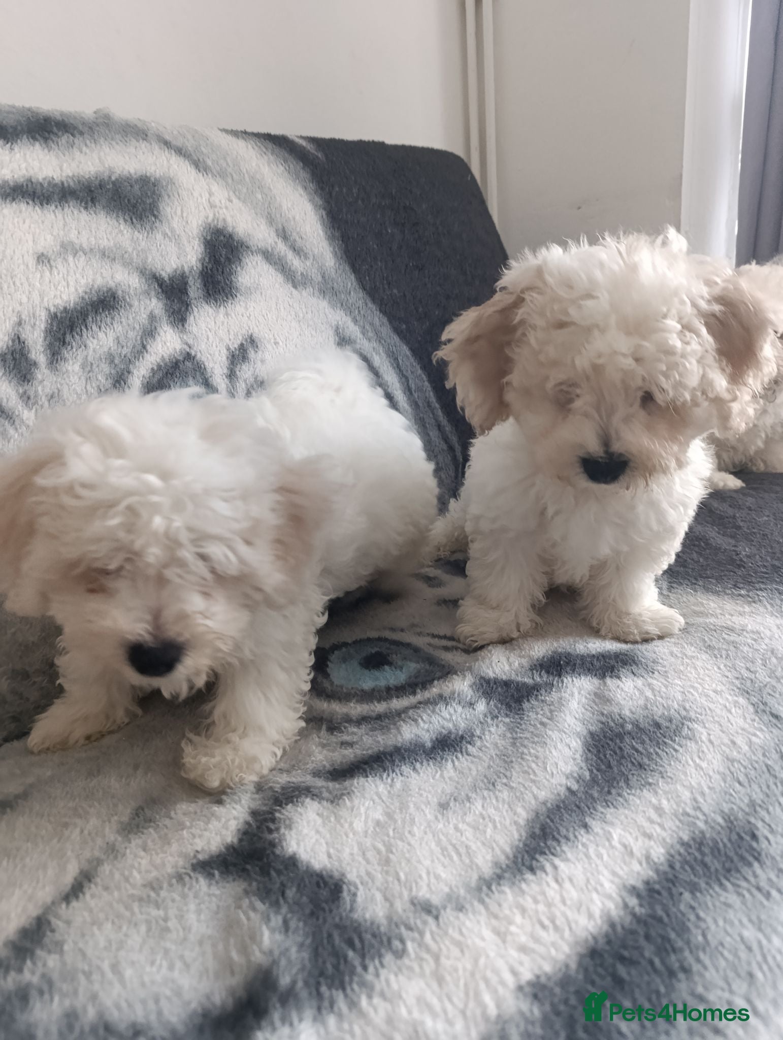 Bichon Frise dogs Bishon frise - Advert 10