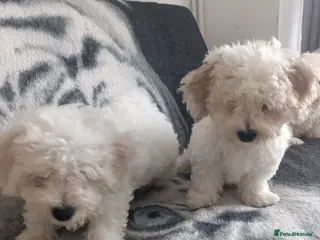Bichon Frise dogs Bishon frise - Advert 10