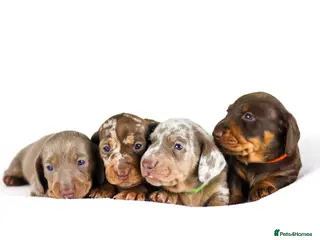Miniature Dachshund dogs Miniature dachshund puppies - Advert 7