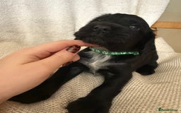 Cocker Spaniel dogs for sale: Cocker Spaniels  - Image 7