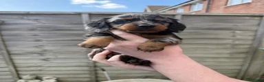 Dachshund Puppy 4