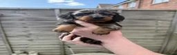 Dachshund dogs for sale: KEC REG MINIATURE LONG HAIRED dachshund puppies - Advert 28