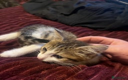 Mixed Breed cats for sale: 1 boy 1 girl ready for home 10 weeks  - Advert 3