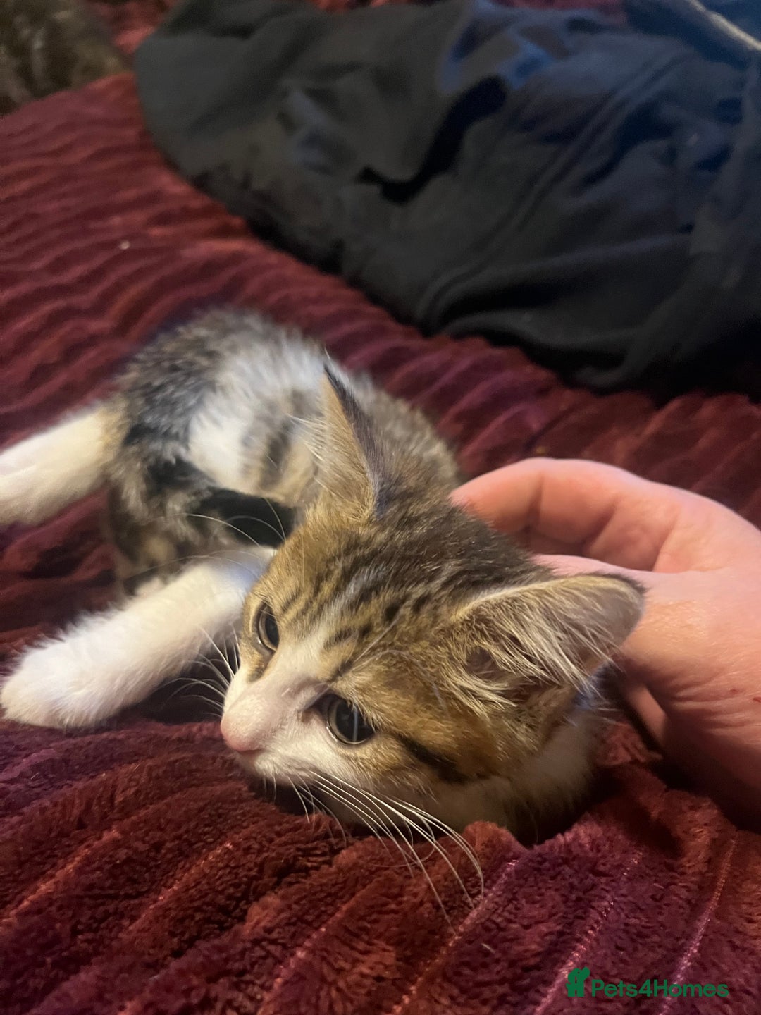 Mixed Breed cats for sale: 1 boy 1 girl ready for home 10 weeks  - Advert 3