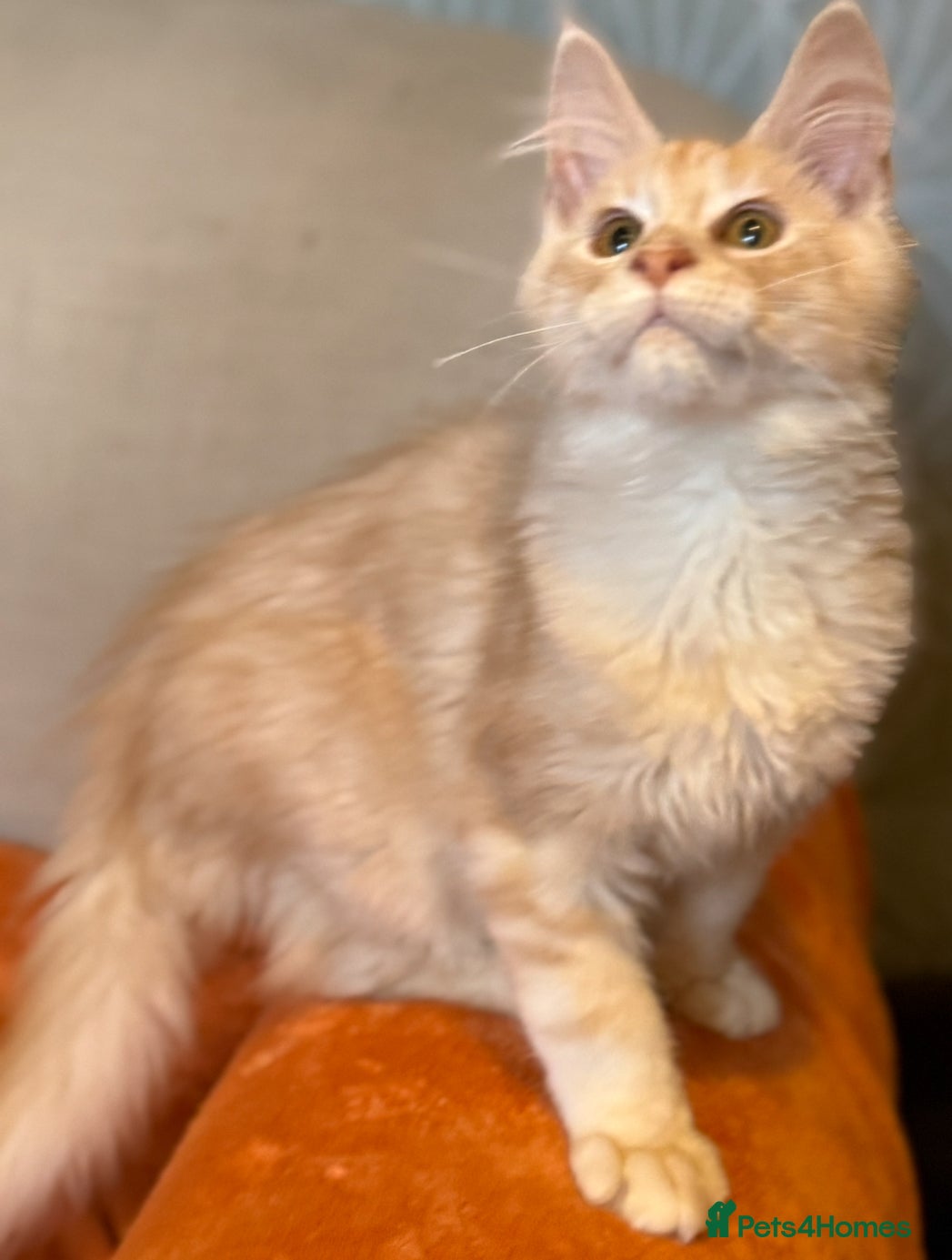 Maine Coon cats Pedigree Maine Coon kittens - Advert 1