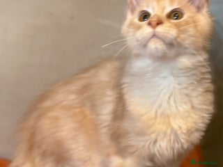 Maine Coon cats Pedigree Maine Coon kittens - Advert 13