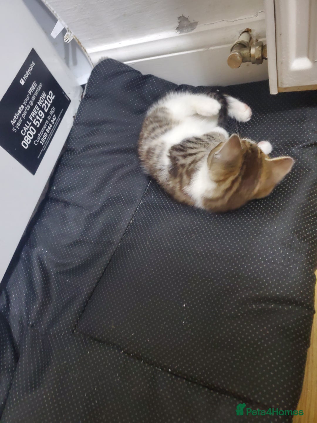 Domestic Shorthair cats for sale: Tabby and white baby girl - Advert 5