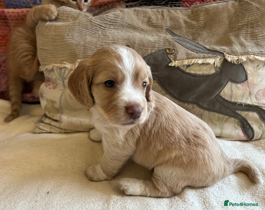 Cocker Spaniel dogs for sale: STUNNING WORKING COCKER SPANIEL PUPS - Advert 8