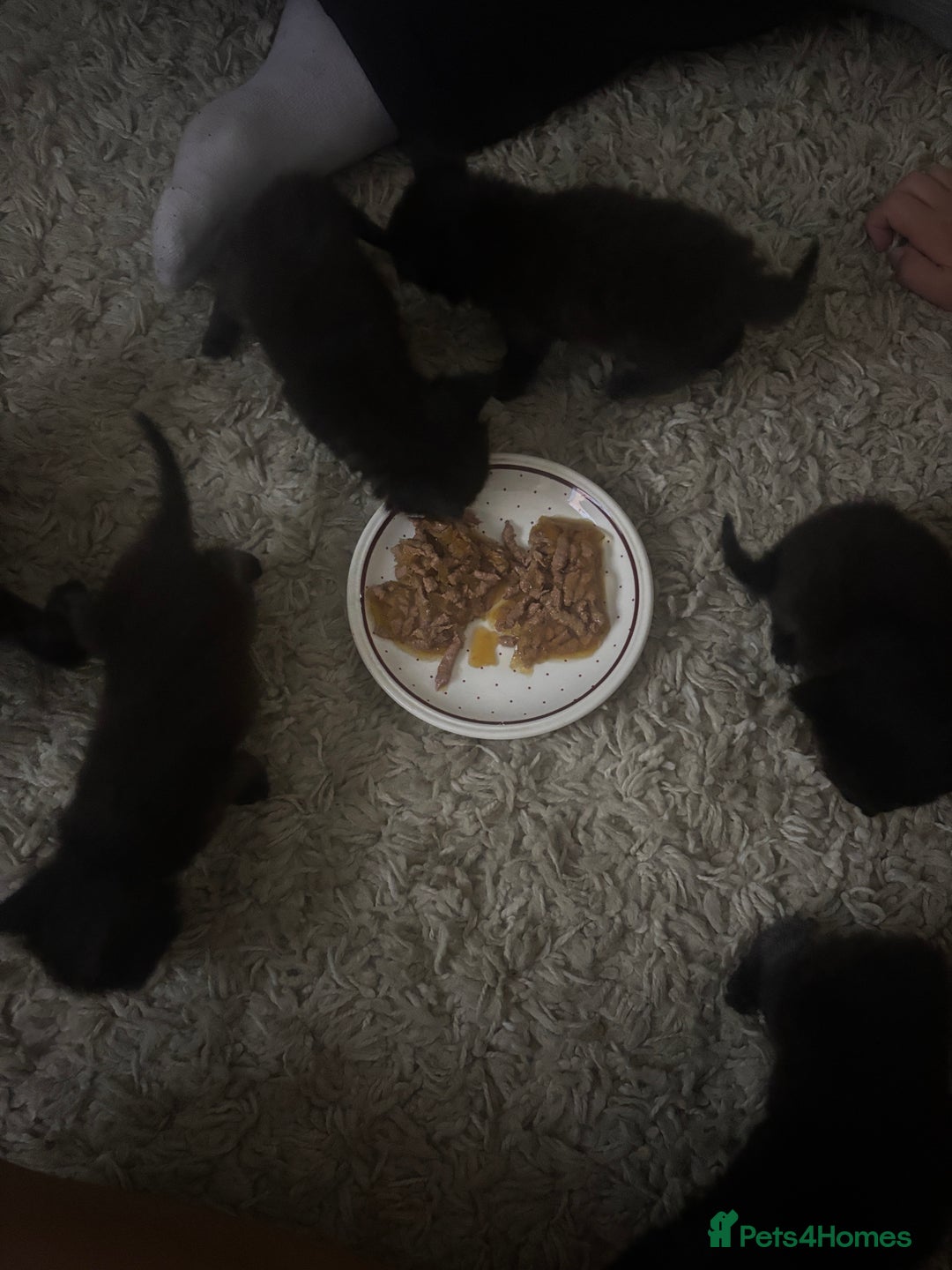 Domestic Shorthair cats for sale: 6 half ragdoll kittens GENDER UNKNOWN AS JUST BORN - Image 4