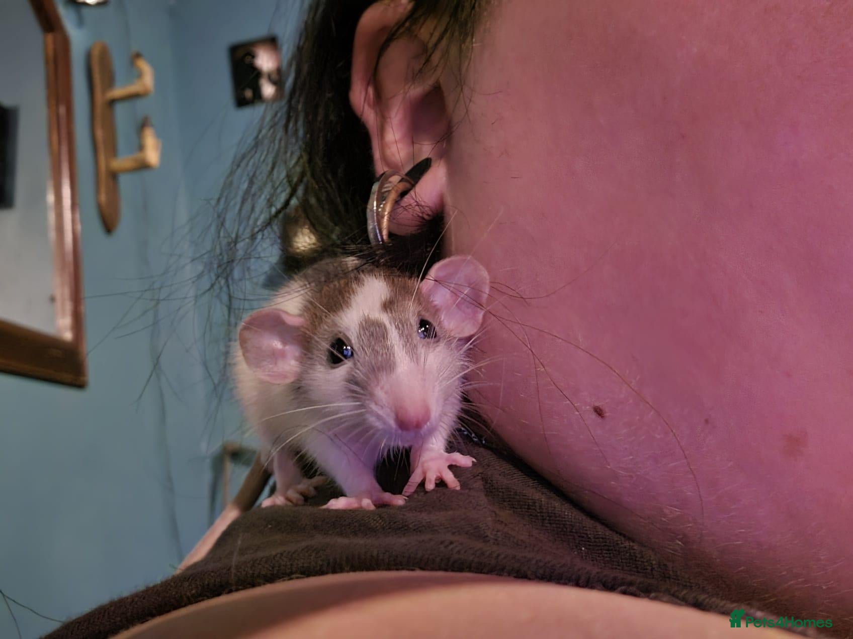 Rat rodents bonded pair of male rats - Advert 12