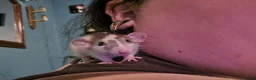 Rat rodents for sale: bonded pair of male rats - Advert 1