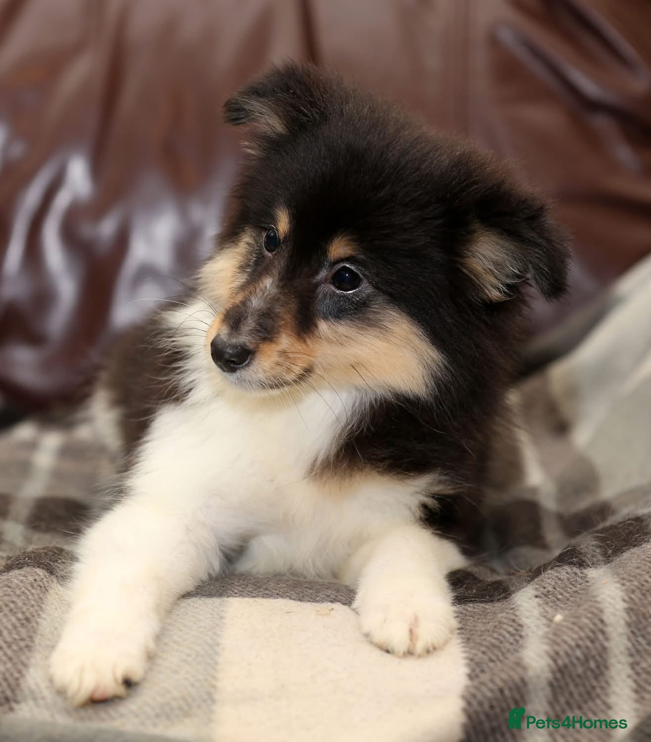 Shetland Sheepdog dogs Stunning Champions lines Tri Colour Girl - Advert 1