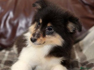 Shetland Sheepdog dogs Stunning Champions lines Tri Colour Girl - Advert 1