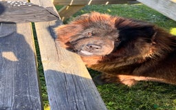 Chow Chow dogs for sale: Cleo the fun chow chow - Image 2