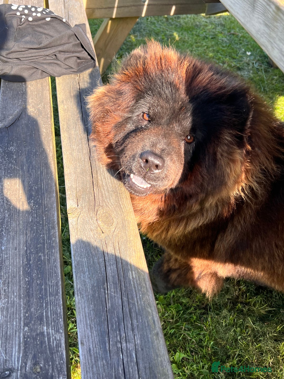 Chow Chow dogs for sale: Cleo the fun chow chow - Image 2