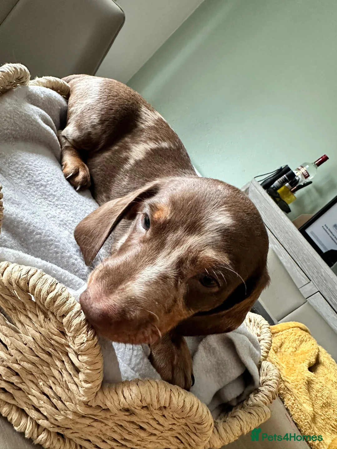 Dachshund dogs for sale: Beautiful Daches  - Advert 6