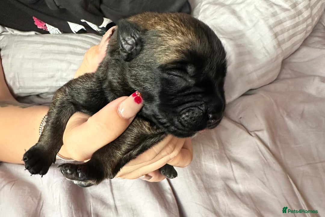 Belgian Shepherd Dog dogs for sale: Belgian Malinois Puppies  - Image 8