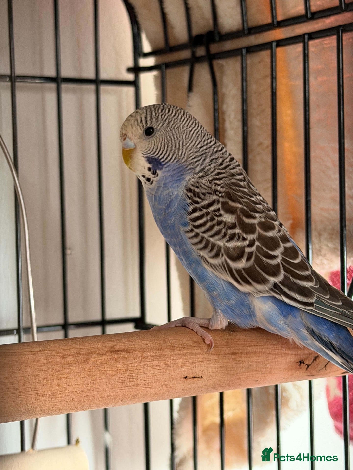 Budgerigars birds for sale: Blue 3 month and half old budgie 🤍 - Advert 14