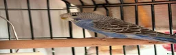Budgerigars birds for sale: Blue 3 month and half old budgie 🤍 in Keighley - Advert 1