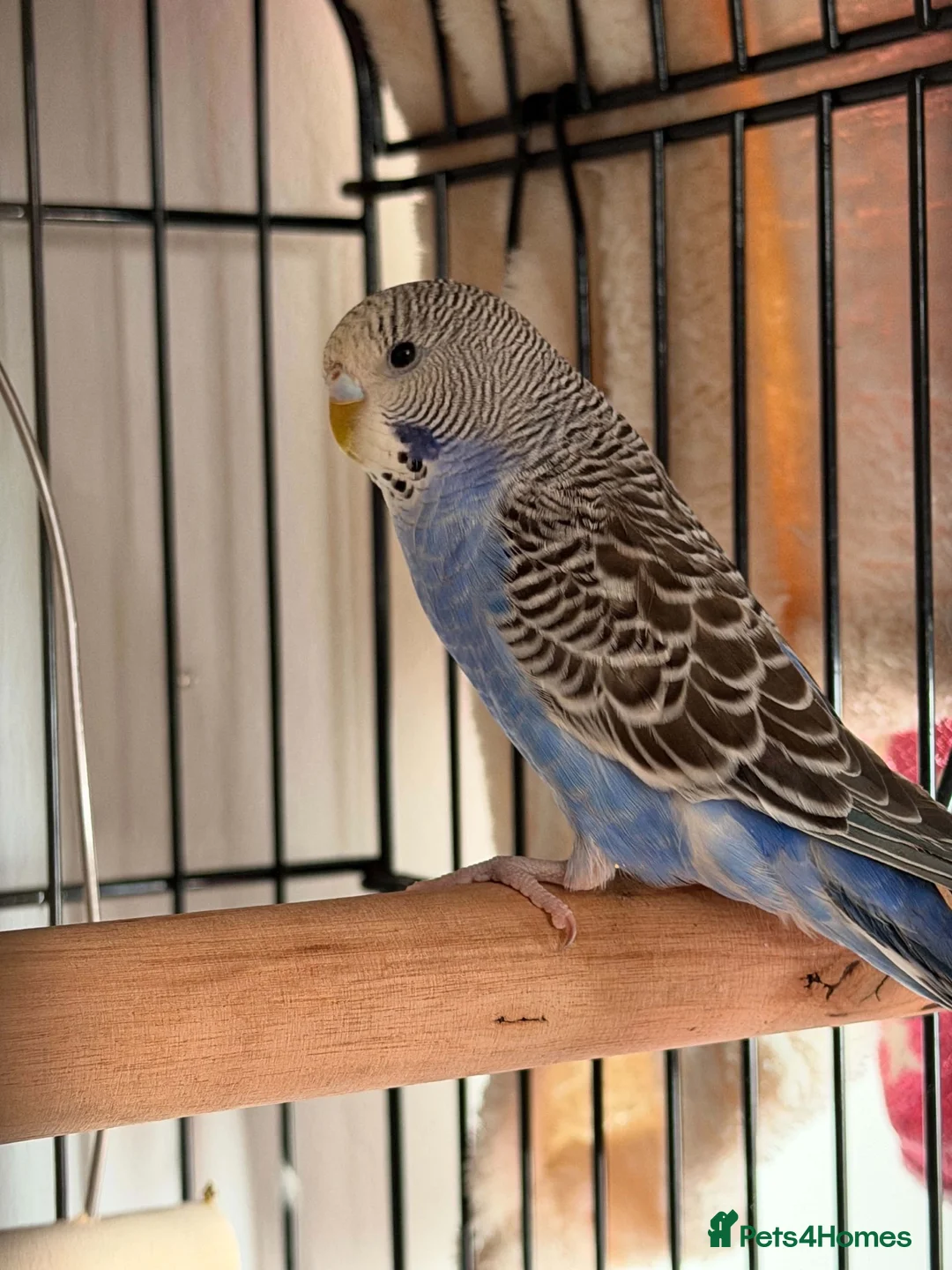 Budgerigars birds for sale: Blue 3 month and half old budgie 🤍 in Keighley - Advert 1