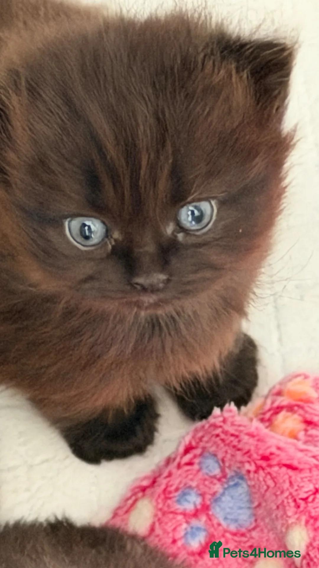 Persian cats for sale: Chinchilla Persian kittens  - Advert 2