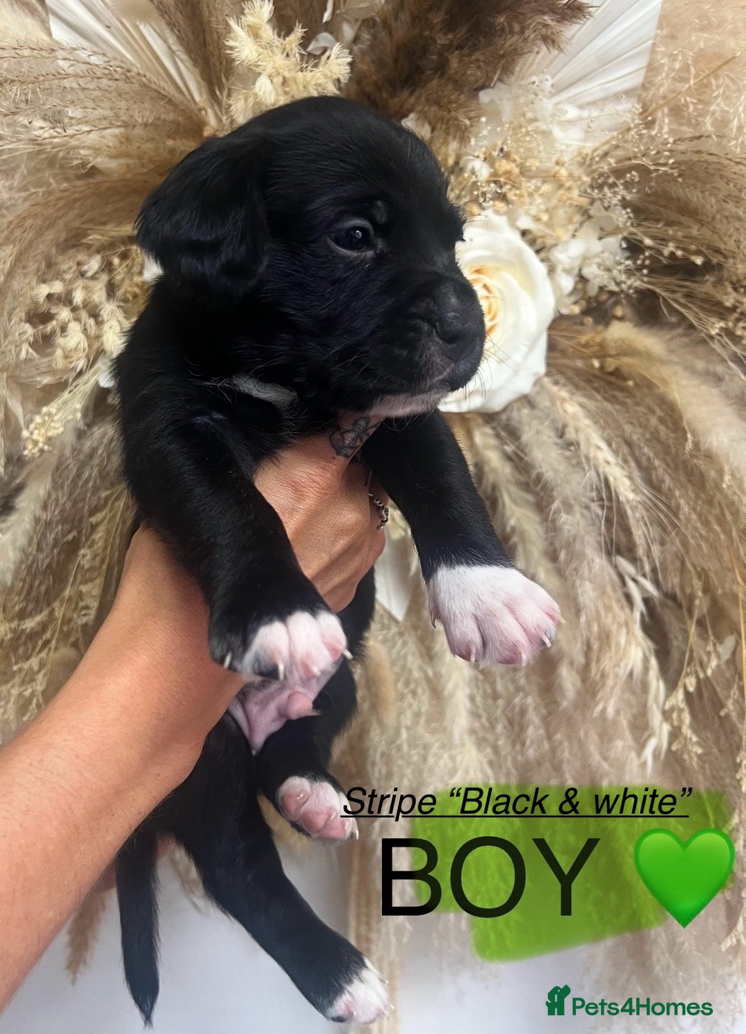 Mixed Breed dogs for sale: 🏡 Staff x American Bulldog Puppies  - Image 2