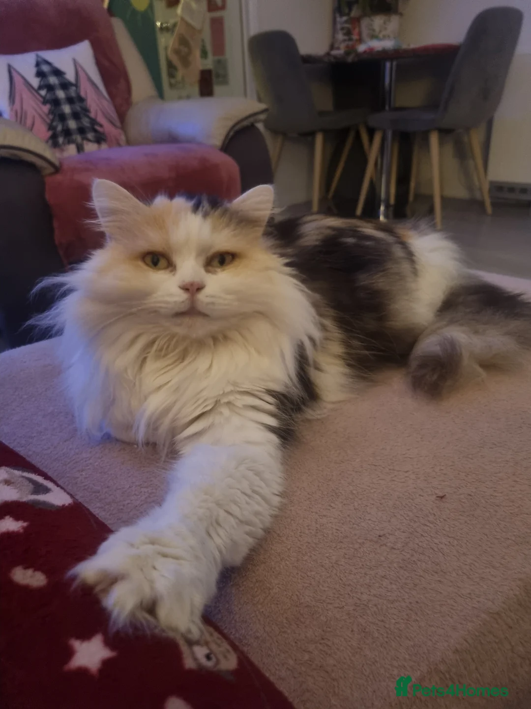 Scottish Fold cats for sale: Scottish fold straight female age 7 - Advert 3