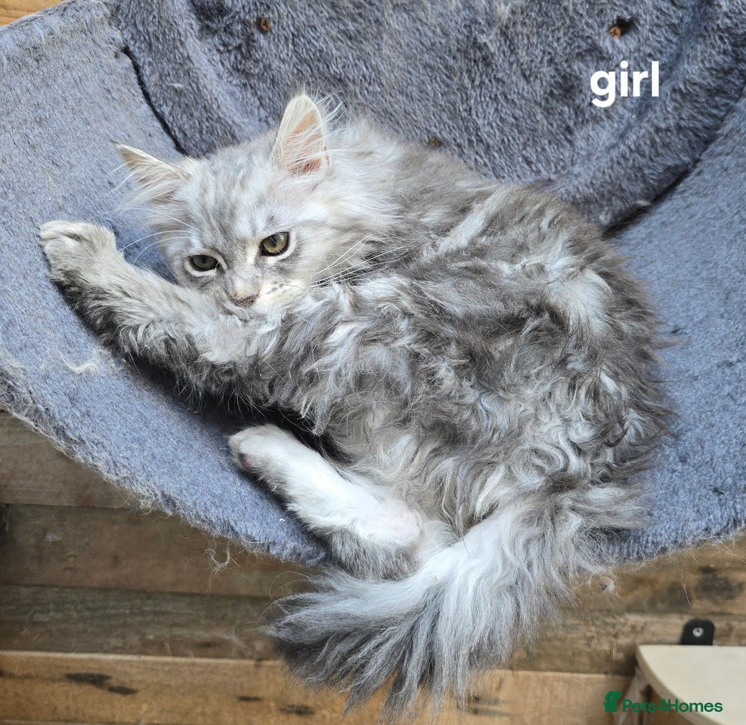 Maine Coon cats for sale: (white) - LAST ONE! Maine Coon Blue Kitten Russian/Shaded - Image 3