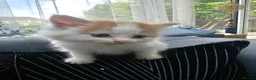 Persian cats for sale: Lovley half perian  - Advert 31