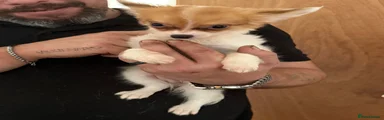 Jude