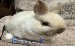 Netherland Dwarf rabbits for sale: Netherland Dwarf Baby Buck & Doe - Image 2