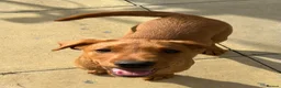 Labrador Retriever dogs for sale: Stunning male true fox red lab  in Warwick - Advert 5