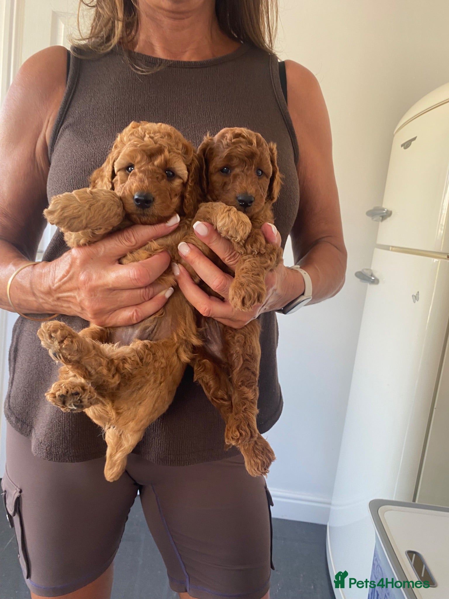 Miniature Poodle dogs Miniature poodle  - Advert 1