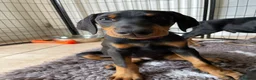 Dobermann dogs for sale: REDUCED TO £1200 1 boy left! 9 Doberman Puppies - Advert 2