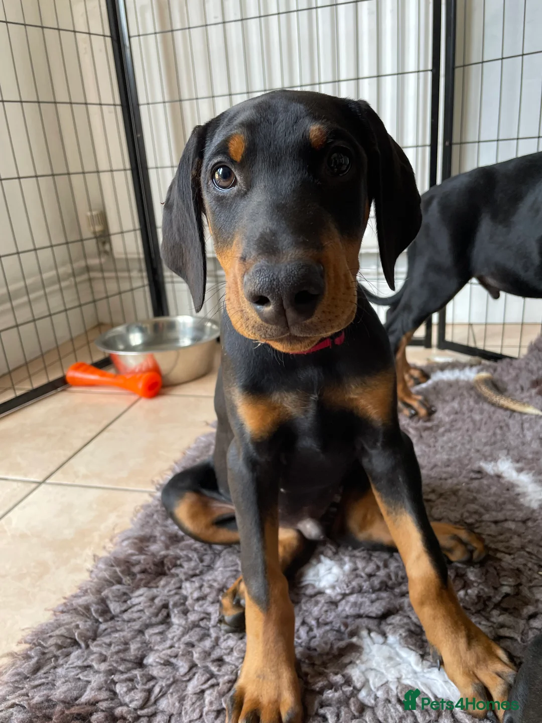 Dobermann dogs for sale: REDUCED TO £1200 1 boy left! 9 Doberman Puppies - Advert 2