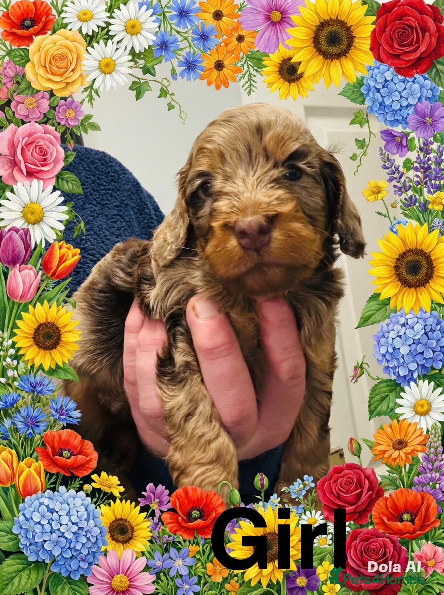 Cockapoo dogs ❤️DNA Tested Last rare Merle Cockapoo 😘😍🥰❤️  - Advert 11