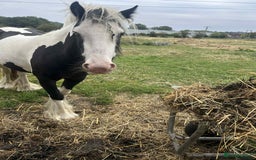 Irish Cob horses for sale: Gyspy offers considered - Image 7