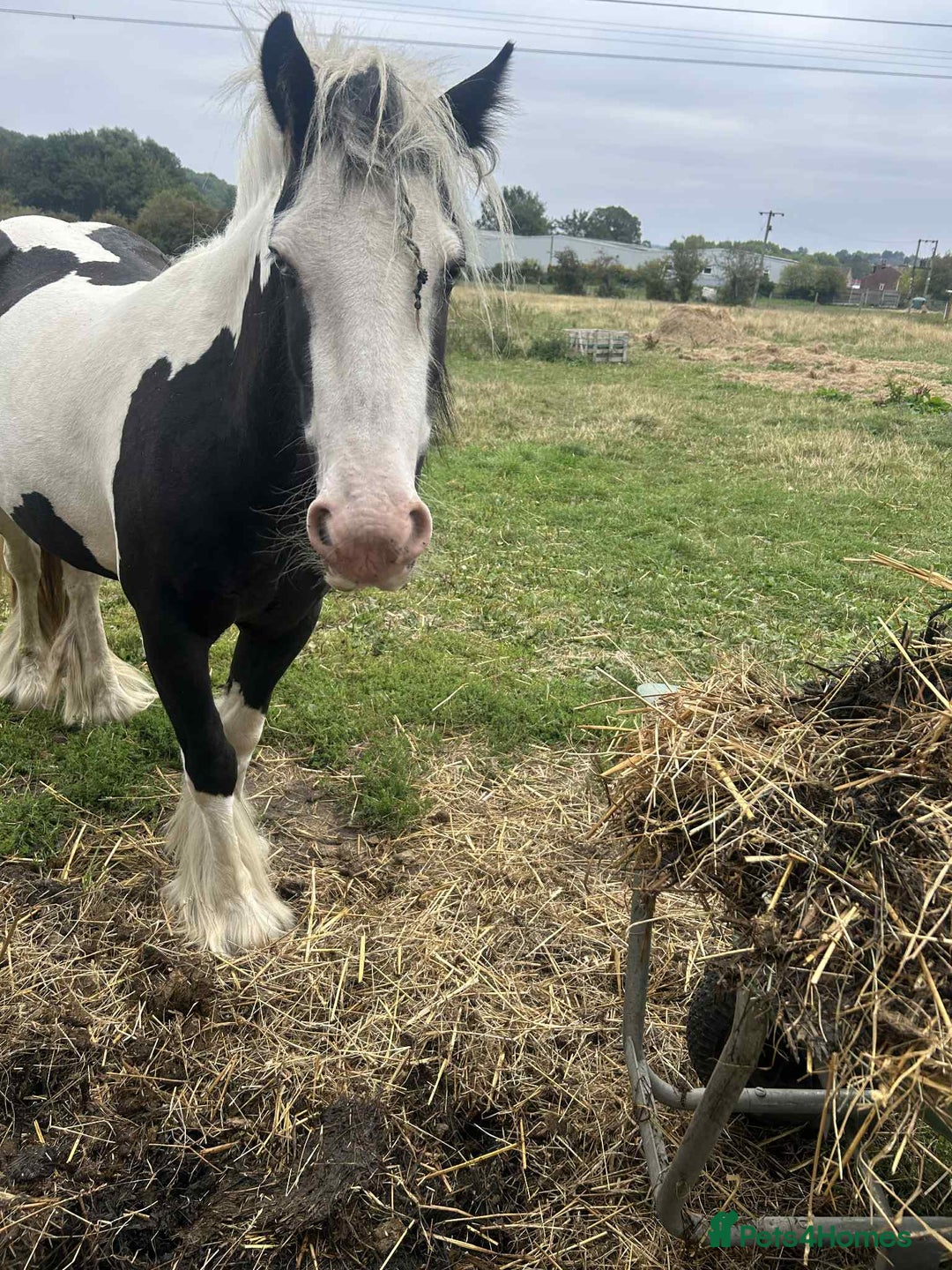 Irish Cob horses for sale: Gyspy offers considered - Image 7