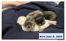 Mixed Breed cats for sale: 3 lovely kittens are looking for loving homes 🏡  - Image 2