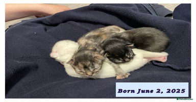 Mixed Breed cats - Advert 3