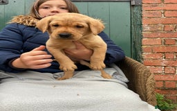 Labrador Retriever dogs for sale: Labrador puppies for sale 🐶 - Image 7